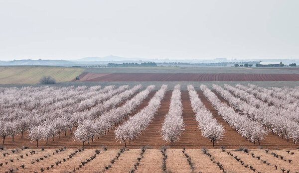 Springtime fields landscape with blossoming almond trees 