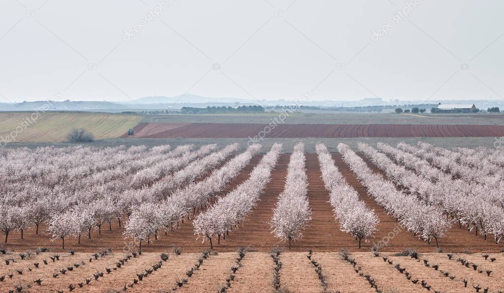 Springtime fields landscape with blossoming almond trees 