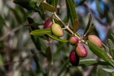 Zeytin ağacı (Olea Europaea) kırmızı mor ve yeşil meyveler 