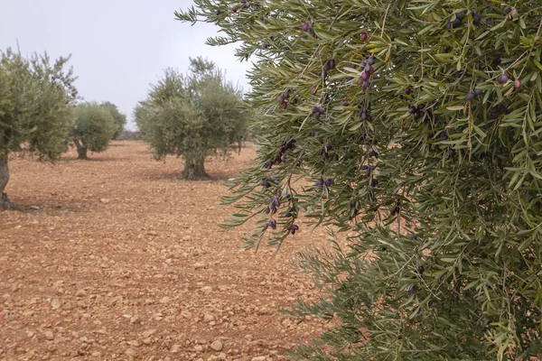 Оливковые Деревья Olea Europaea Нагруженные Зрелыми Плодами — стоковое фото