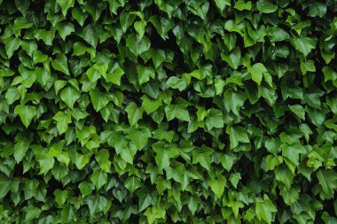 Yeşil sarmaşıklı doğal duvar örtüsü (Hedera Helix), doğal ev yalıtımı 