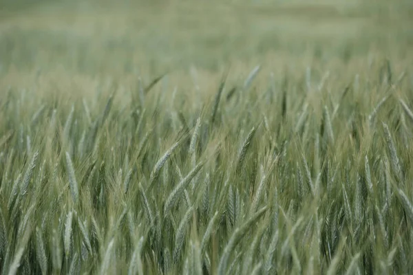 Dettaglio Segale Secale Cereale Erba Verde Messa Fuoco Selettiva — Foto Stock