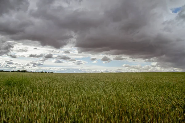 Πράσινα Χωράφια Δημητριακών Και Θυελλώδης Ουρανός — Φωτογραφία Αρχείου