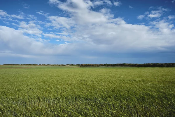 Lkbahar Kırsalında Yeşil Buğday Tarlası — Stok fotoğraf