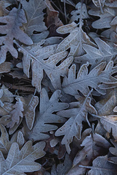 Steenvorst Pyreneeën Eik Quercus Pyrenaica Gevallen Bladeren Winter Natuur Achtergrond — Stockfoto