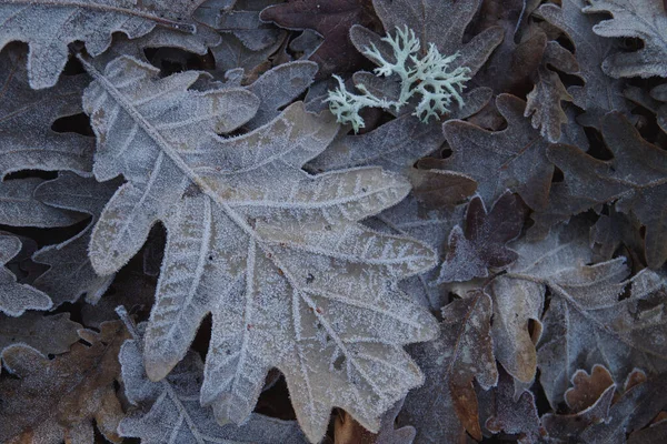 Hoarfrost Dębie Quercus Robur Spadły Liście Zimowe Tło Natury — Zdjęcie stockowe