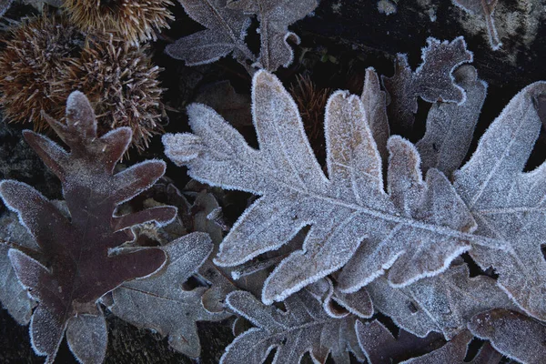 Hoarfrost Pirenejskim Dębie Quercus Pyrenaica Spadające Liście Zimowe Tło Natury — Zdjęcie stockowe