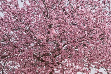 Çiçek açan erik, serasifera, kiraz, ilkbahar, pembe çiçekler.