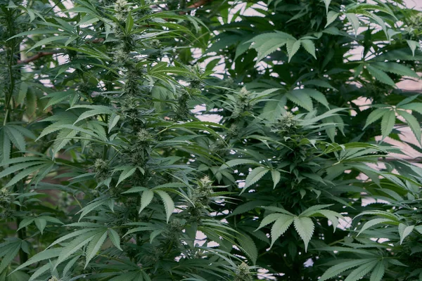 Weibliche Cannabispflanzen Mit Blühenden Blüten Und Grünem Laub — Stockfoto
