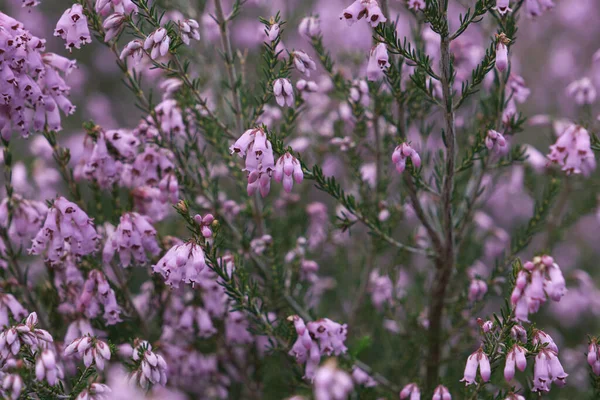 Rlanda Fundalığının Ayrıntıları Erica Erigenea Lkbaharda Açan Pembe Çiçekler — Stok fotoğraf