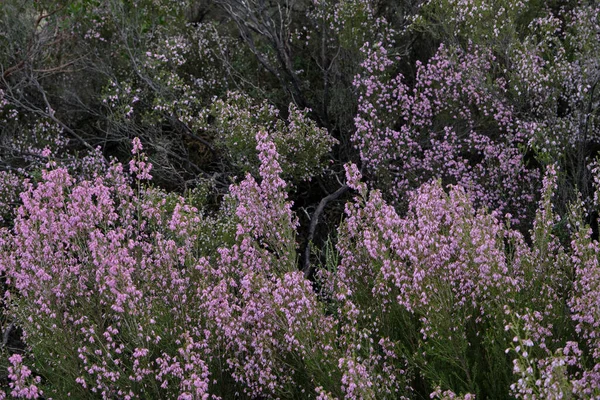 Irish Heath Erica Erigenea Wild Bushes Pink Flowers Blooming Spring — Stock Photo, Image