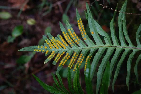 Kireçtaşı Polipiyodu Polipodyum Cambricum Eğreltiotu Yeşil Yaprakları Sarı Şeritli Broşürler — Stok fotoğraf