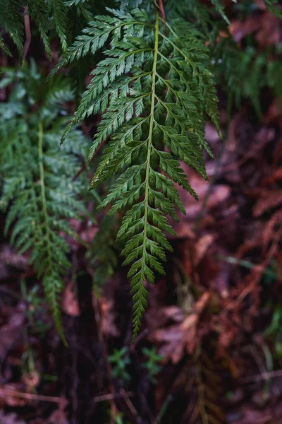 Rlanda Eğreltiotu Asplenium Onopteris Yeşil Yapraklar — Stok fotoğraf