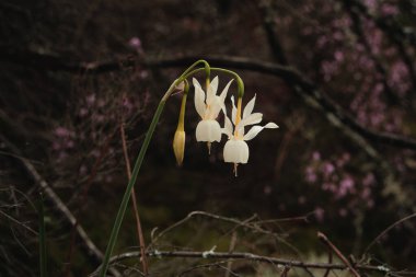 Meleklerin gözyaşları (Narcissus triandrus) açan beyaz çiçekler