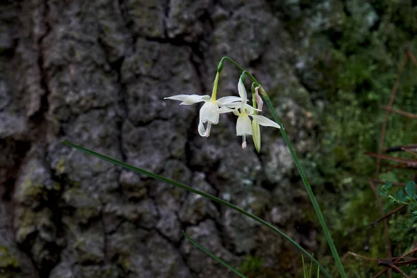 Engel Tränen Narcissus Triandrus Blühende Weiße Blumen Kopieren Raum — Stockfoto