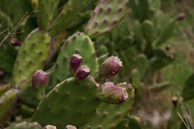 Opuntia ficus indica ya da meyveli dikenli armut.