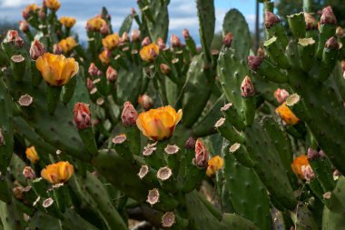 Opuntia ficus indica veya çiçek açan portakal çiçekli dikenli armut