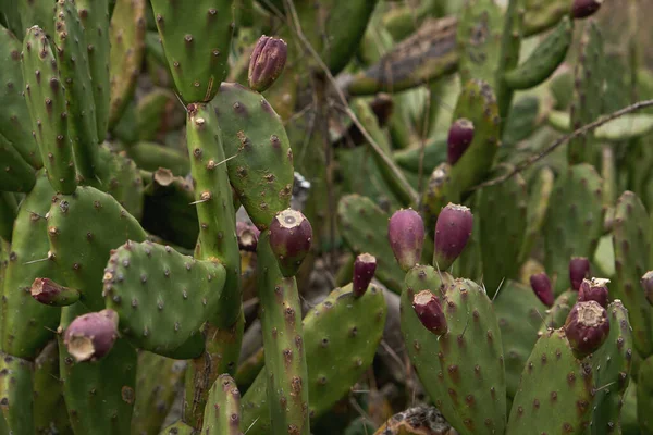 Detail Opuntia Ficus Indica Nebo Pichlavé Hrušky Ovocem — Stock fotografie