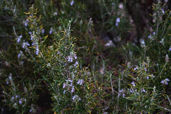 Wild Rosemary Plant Purple Flowers Blooming — Stock Photo, Image