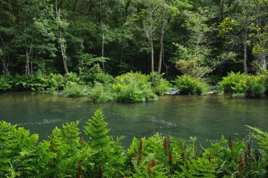 Kraliyet eğreltiotu (Osmunda regalis) Fragas do Eume, İspanya 'da nehir kıyısında yeşil eğreltiotu yaprakları