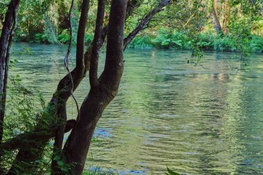 Fragas 'taki yeşil orman ve nehir Eume doğal parkı, Galiçya, İspanya