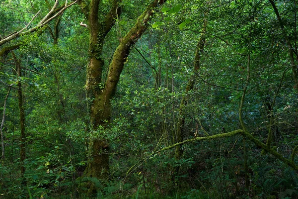Forêt Ancienne Printanière Verte Dans Parc Naturel Fragas Eume Galice — Photo