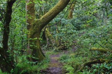 Fragas do Eume, Galiçya, İspanya 'daki yeşil yosun ormanları 