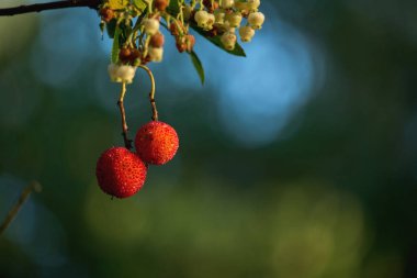 Arbutus unedo ya da çilek ağacı olgun kırmızı meyveler yakın