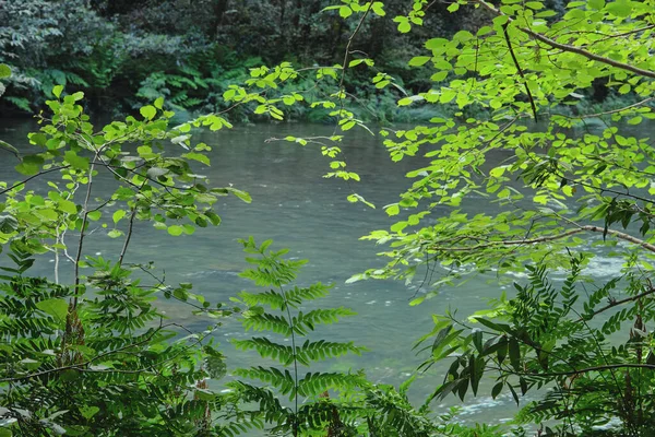 Grüne Wilde Vegetation Fluss — Stockfoto