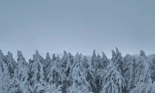 Sapins Après Une Tempête Neige Dans Les Montagnes — Photo