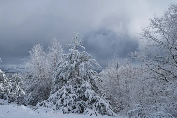 Frostschnee Auf Den Bäumen Nach Einem Schneesturm — Stockfoto