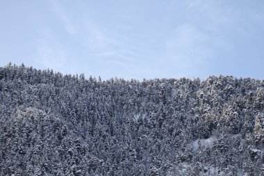 Dağdaki kar fırtınasından sonra bataklık çamı (Pinus Mugo) ormanı