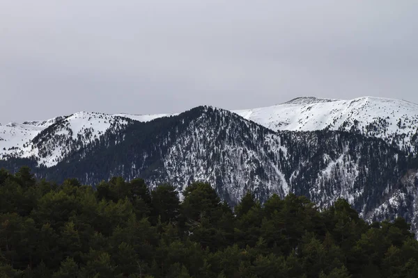Bosque Pino Pantano Pinus Mugo Las Montañas Nevadas — Foto de Stock