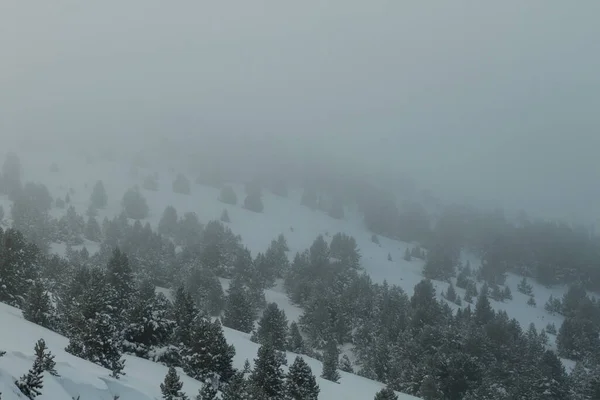 Kiefernwald Pinus Mugo Unter Einem Schneesturm Gebirge — Stockfoto
