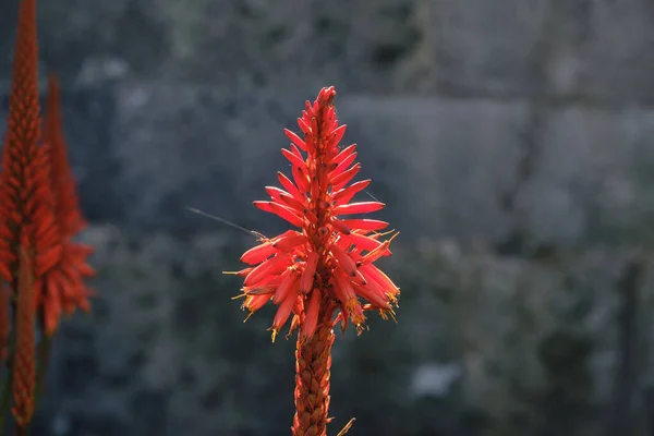 Aloe Arborescens Zima Kvetoucí Šťavnatá Rostlina Červená Květ — Stock fotografie