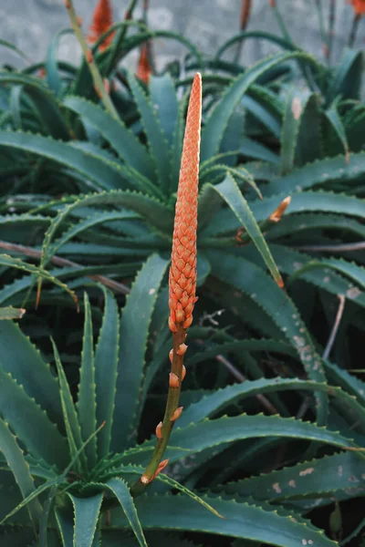 Aloe Arborescens Invierno Floración Planta Suculenta Inflorescencia — Foto de Stock