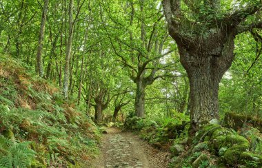 Camino de Santiago, Galiçya 'daki antik pedunculate meşesi (Quercus Robur) ağaçları