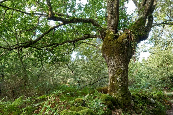 Αρχαία Βαλανιδιά Στο Camino Santiago Της Γαλικίας Ισπανία — Φωτογραφία Αρχείου