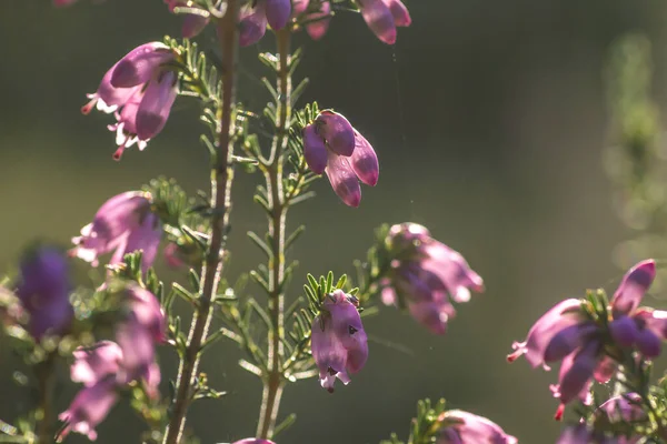 Detail Irish Heath Erica Erigenea Pink Flowers Blooming Spring — Stock Photo, Image