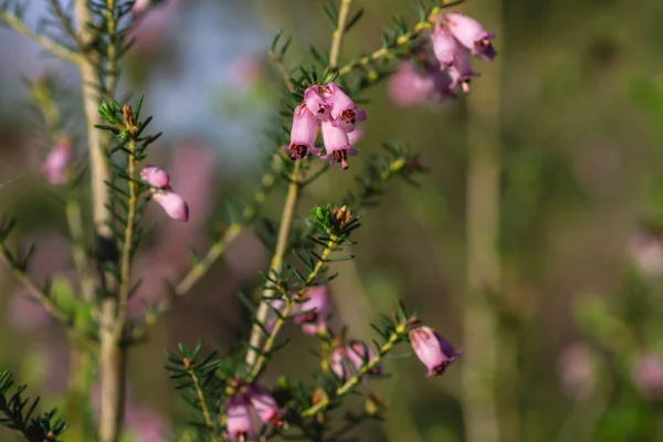 Detail Irish Heath Erica Erigenea Pink Flowers Blooming Spring — Stock Photo, Image
