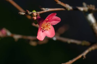 Çiçek açan Maule 'nin ayva (Chaenomeles Japonica) koyu pembe çiçeklerinin ayrıntıları