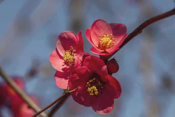 盛开的Maule Quince Chaenomeles Japonica 深红色花的细节 — 图库照片