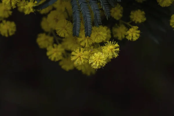 アカシアのディールバータ銀のワットルイエローの花が近くに咲く — ストック写真
