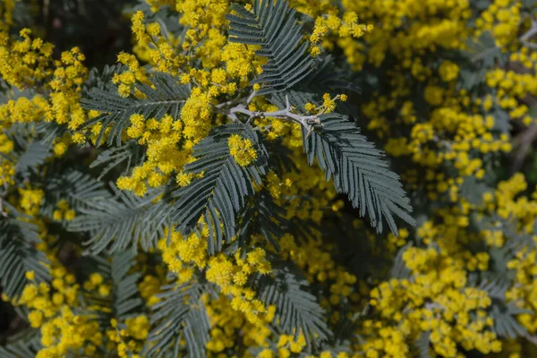 Acacia Dealbata Agneau Argenté Fleurs Jaunes Fleurissant Près — Photo