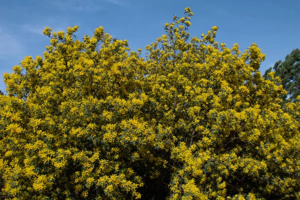 Acacia Deal Bata Silver Wattle Sarı Çiçekler Açıyor — Stok fotoğraf