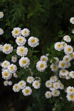 Matricaria çiçekleri baharda çiçek açar. 