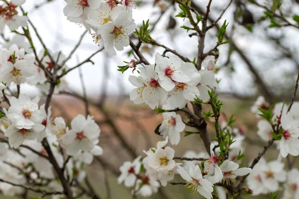 Fleurs Blanches Amandier Prunus Dulcis Fleurs — Photo