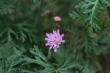 Knautia arvensis, kırsal pembe mor çiçek.