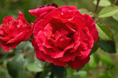 Galyalı Gül (Rosa Gallica) kırmızı renkli çiçek 