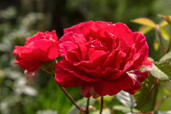 Speziale Rosa Rosa Gallica Fiore Rosso Porpora — Foto Stock